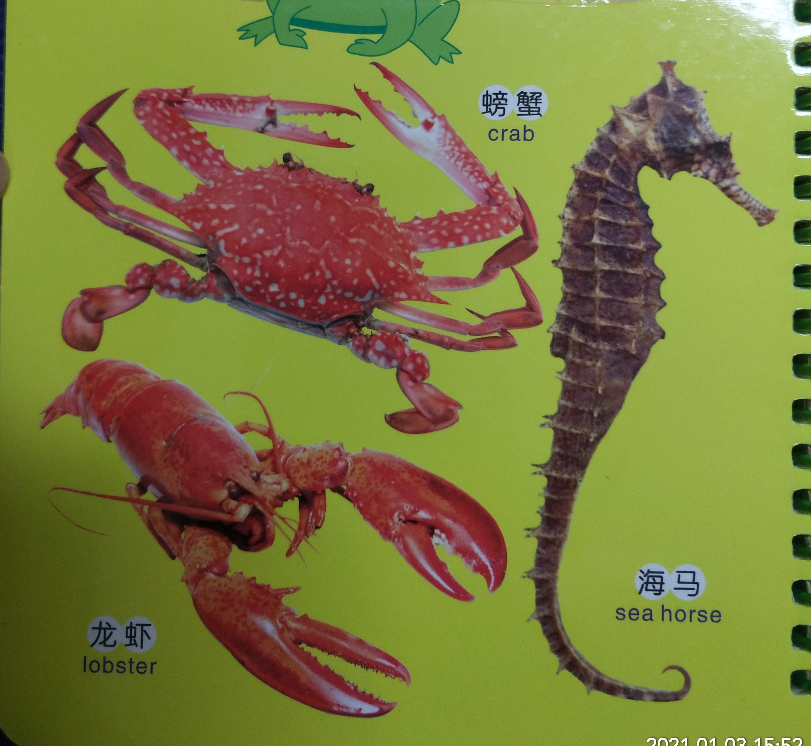 关于动物的绘本双语版,最会逃生的动物绘本