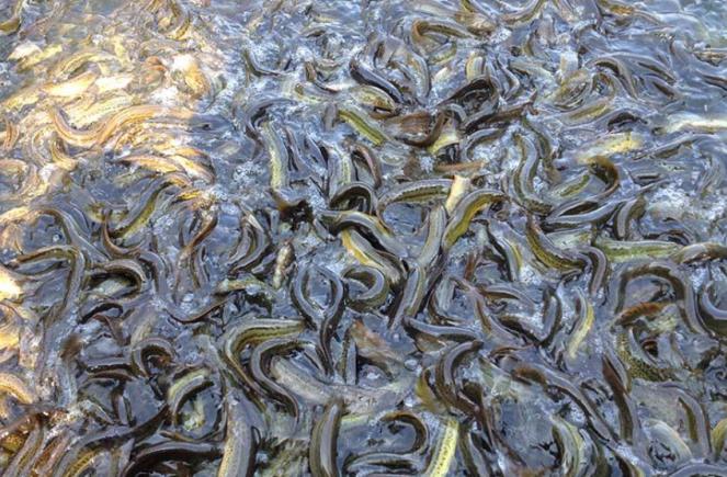 稻田养泥鳅水稻怎么收,一亩水稻田可套养多少斤泥鳅