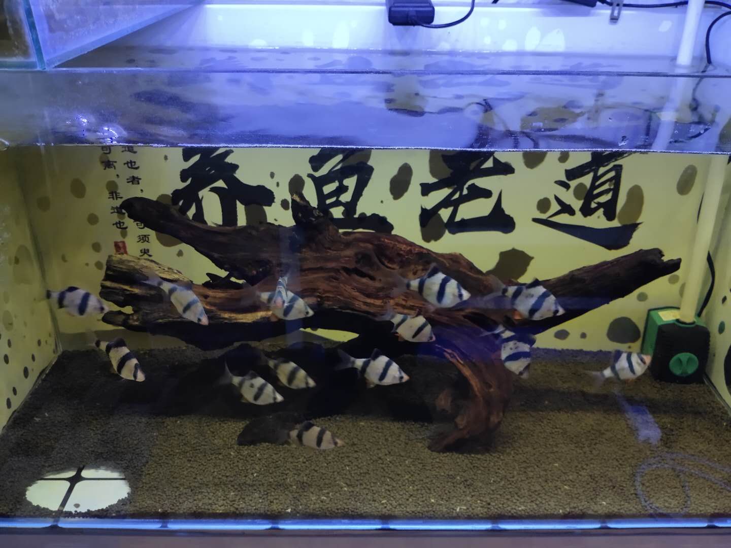 鱼缸过滤晚上可以把水泵调小吗,鱼缸水质稳定了需不需要换水