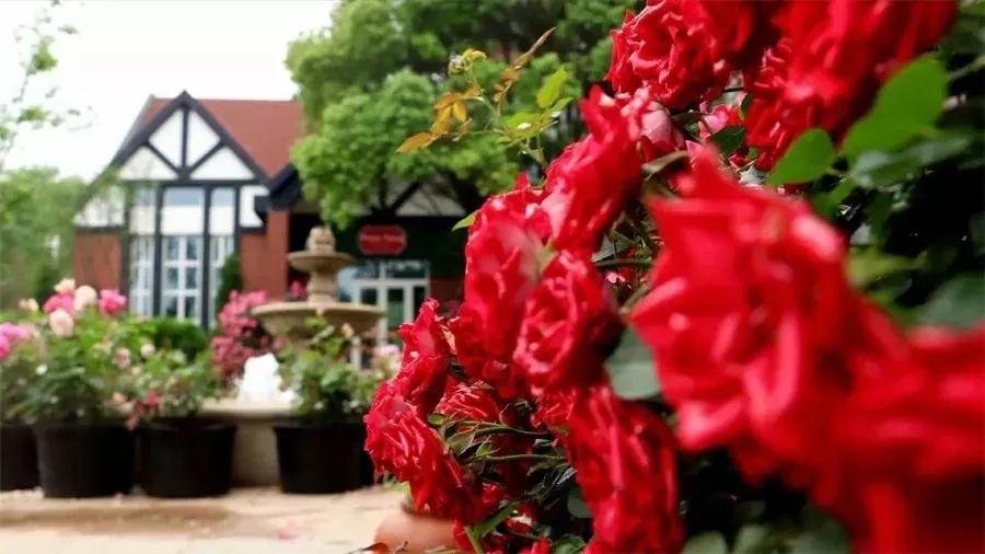 槽糕，是心动的感觉！这个神秘花谷正在悄然绽放！走，去拍照～