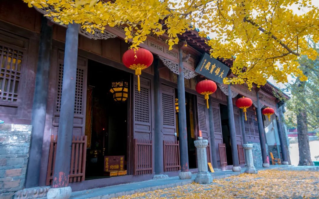 黄了！山东爆火的“银杏林”，千余亩的曼妙绝伦，只等你来！