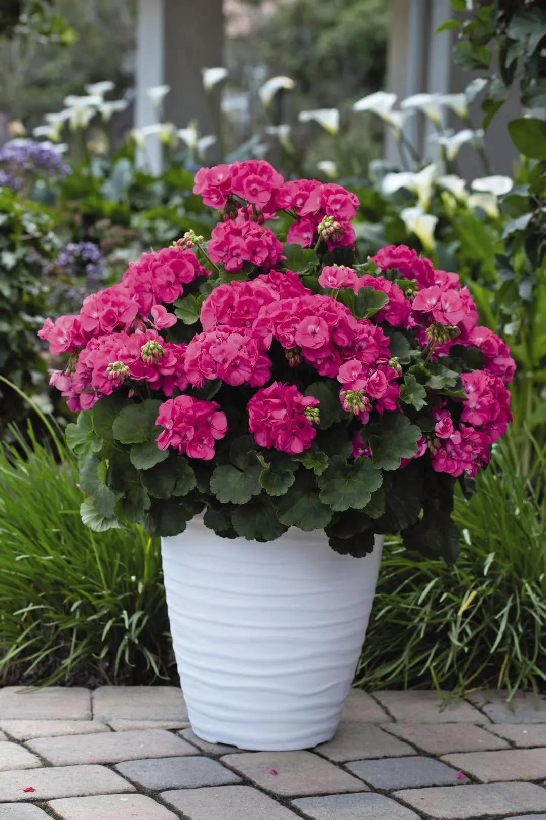 这43个来自世界各地的新品种，快来看看有没有你的菜