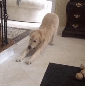 成年博美狗狗体重4.6公斤偏瘦吗,狗狗掉毛还偏瘦是怎么回事