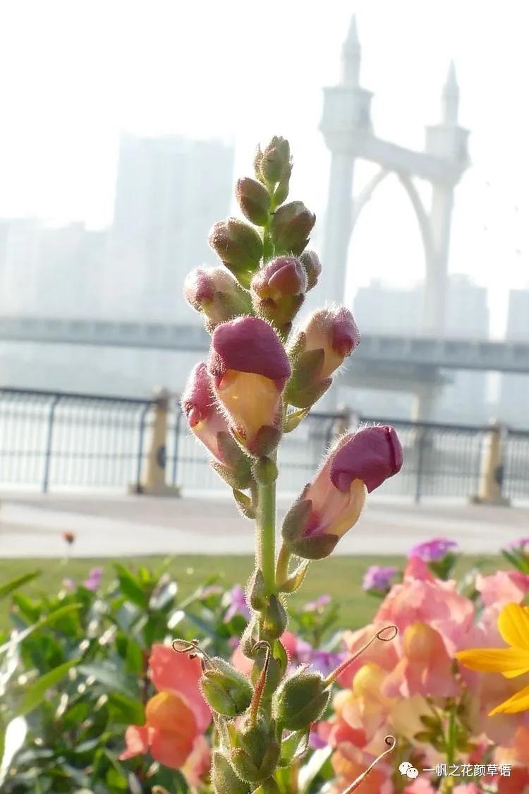 金鱼草的简介,金鱼草的地径