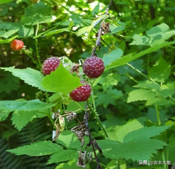 澶ф绉嶆榛戣帗鏋滄爲,澶ф榛戣帗