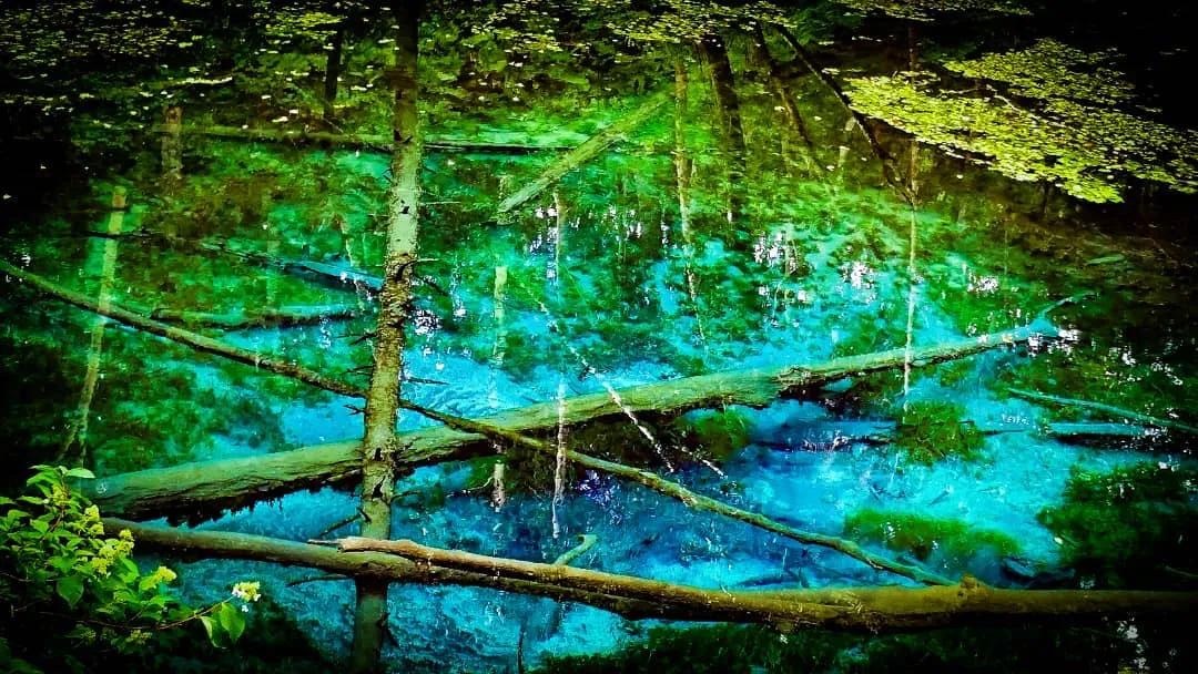 北海道的雪有多美,北海道到底有多吸引人