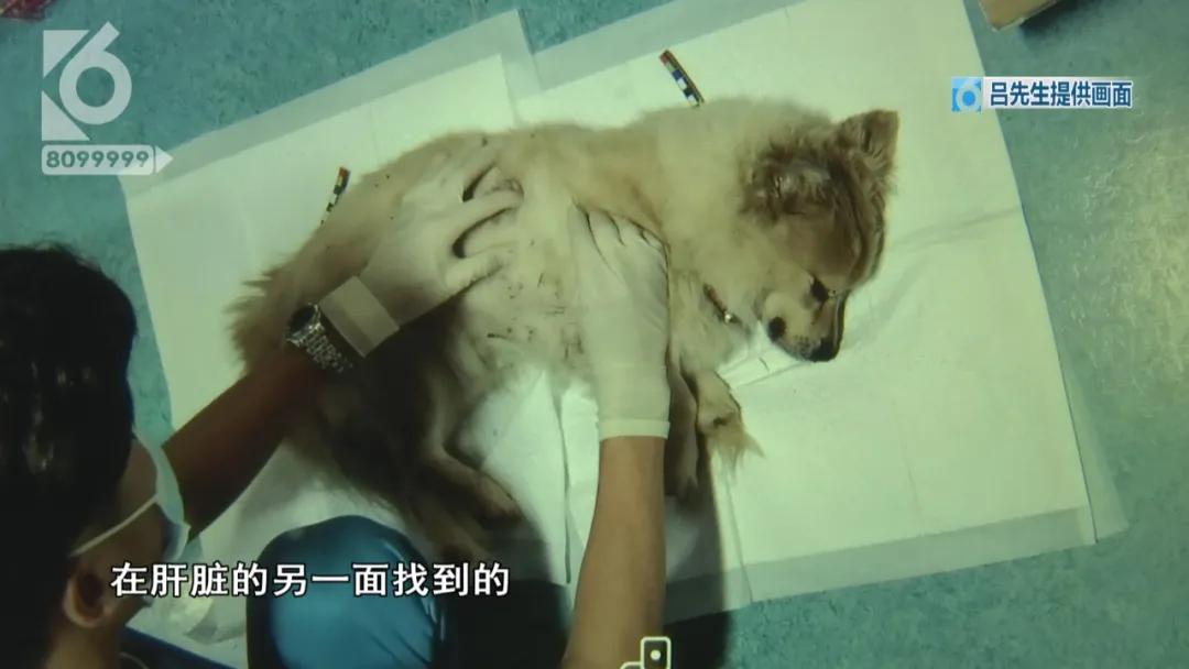 “铁疙瘩射入体内十几厘米”独自下楼的宠物狗究竟遭遇了什么？