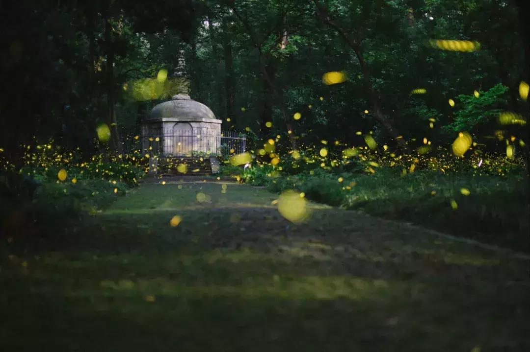 灵谷寺萤火虫7月,灵谷寺萤火虫目前还有吗