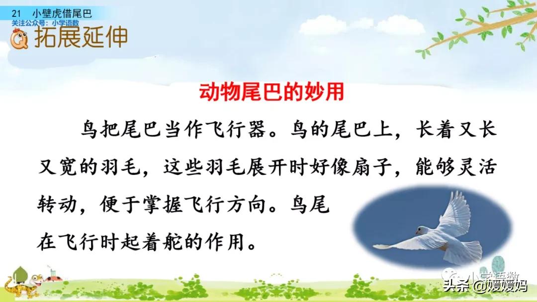 一年级小壁虎借尾巴原文图片,小壁虎借尾巴优质课一等奖