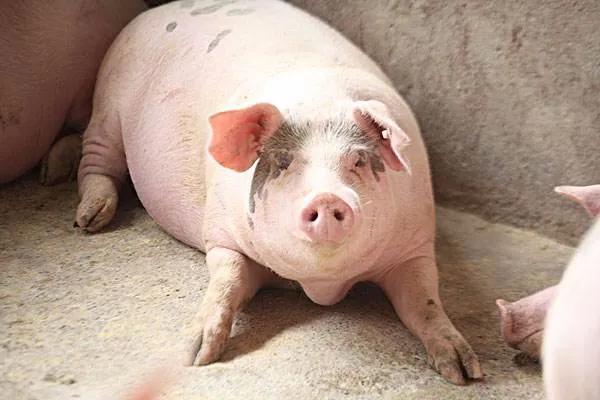 我是成都人，还能吃兔头吗？我妈常做奶汤野生鲫鱼，能吃不……牛蛙、火鸡、竹鼠，这些还能再吃吗？