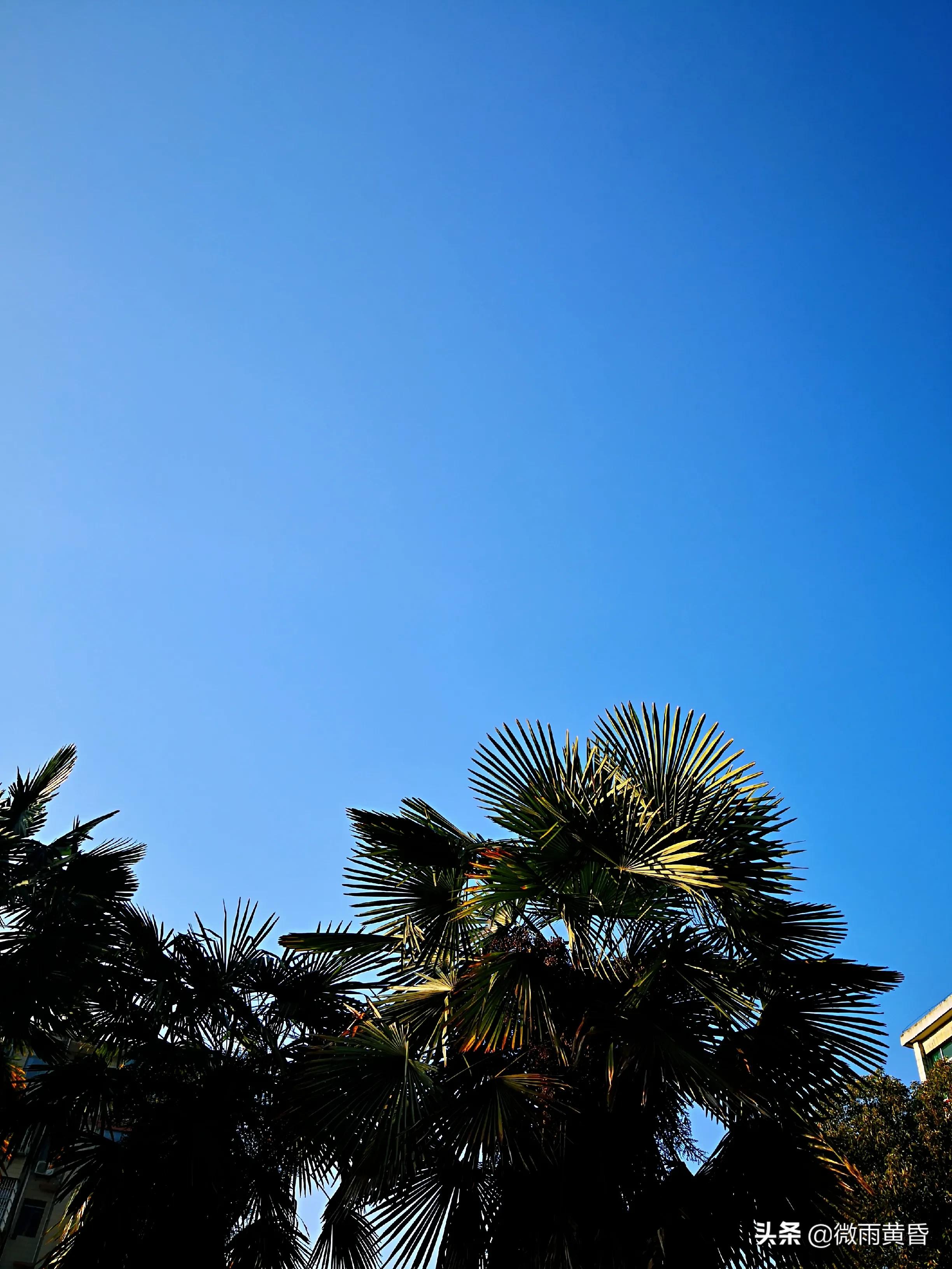 人间有味是清欢：香椿芽