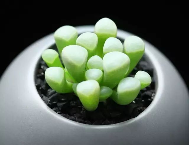 水晶的多肉植物有哪些品种,像水晶的多肉植物图片