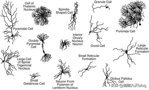 人类大脑如何超越人工智能,人类的出路在于将自身升级为神