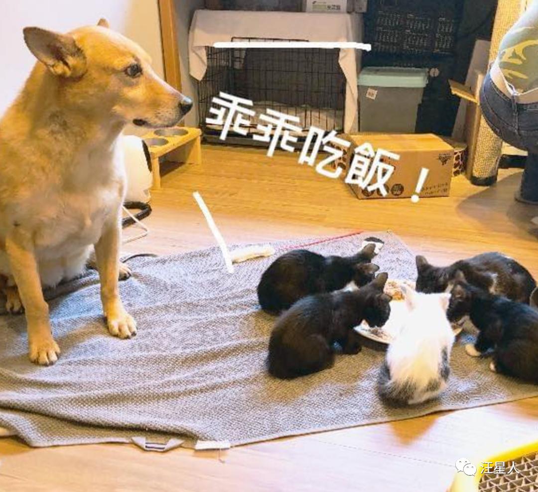 流浪狗得肿瘤,流浪狗得肿瘤被主人遗弃