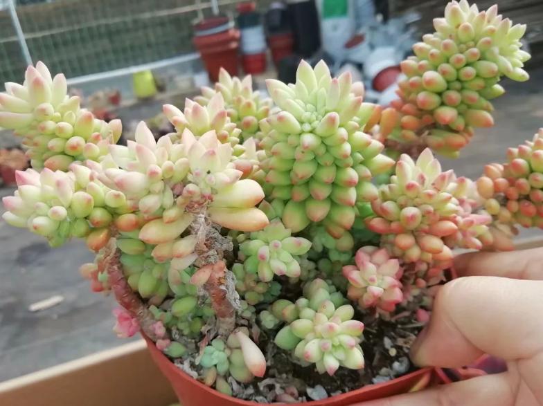 多肉养出状态来有多美?这102种多肉控养上色之后美呆了