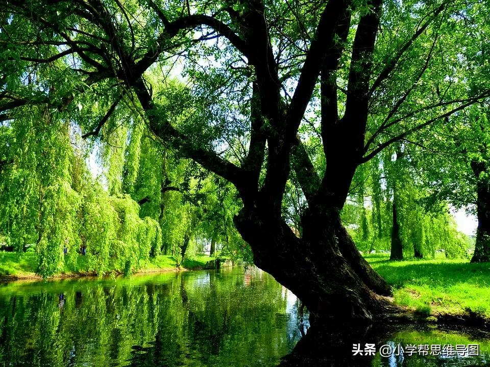 优秀柳树作文400字,优秀范文春天