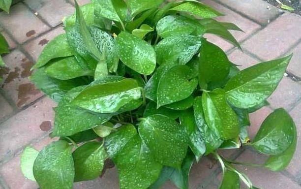 水培绿萝烂根叶子变黄怎么拯救,水培绿萝烂根黄叶家庭小妙招