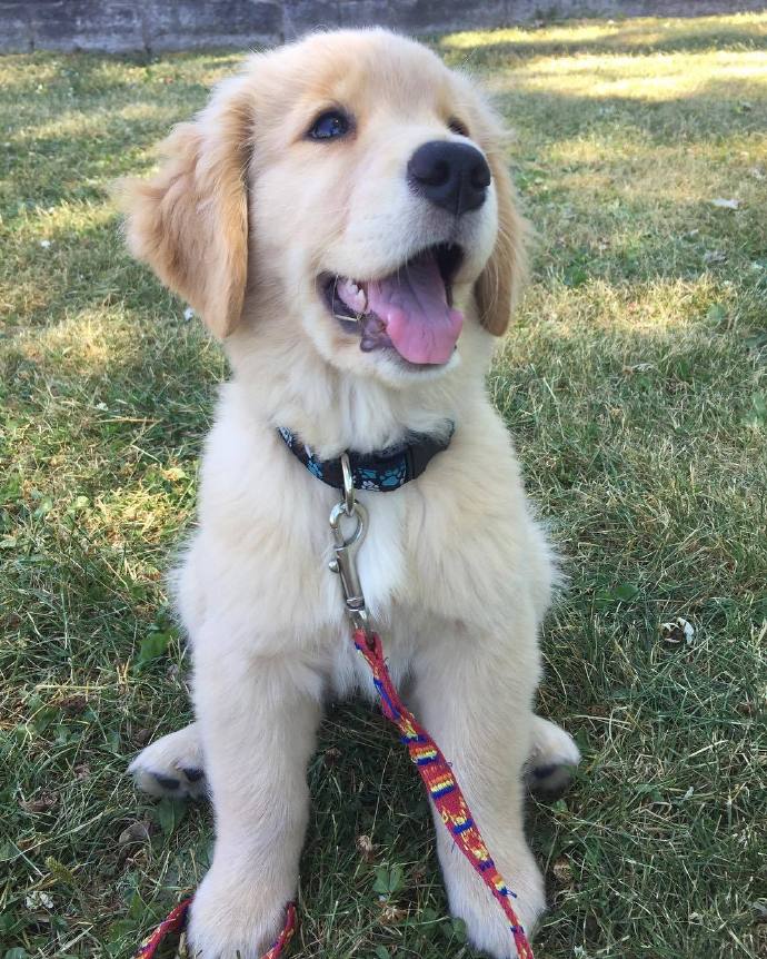 金毛训练定点上厕所,怎么让金毛定点上厕所