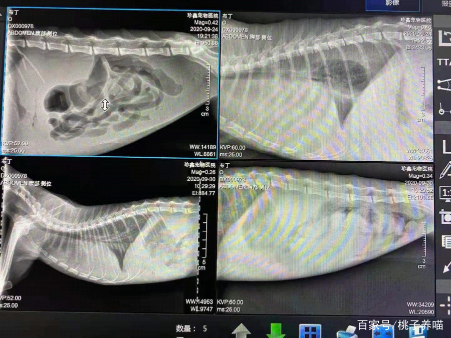 传腹治好的猫会复发吗,猫传腹需要吃补血和保肝药吗