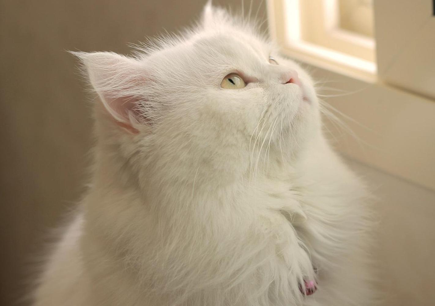 田园猫正宗的华夏喵星人,中华田园猫哪种猫性格好