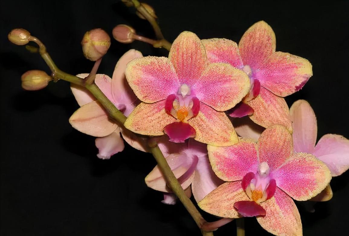 看芦头辨兰花种类,野生兰花种类图片