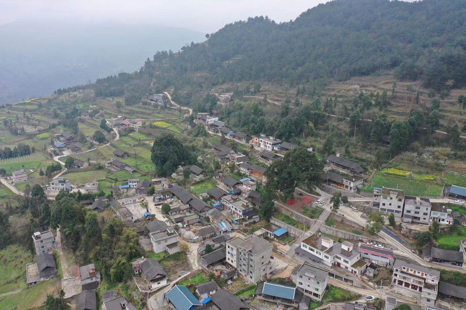 贵州发现一棵上千年金丝楠木王,贵州大山发现金丝楠木王