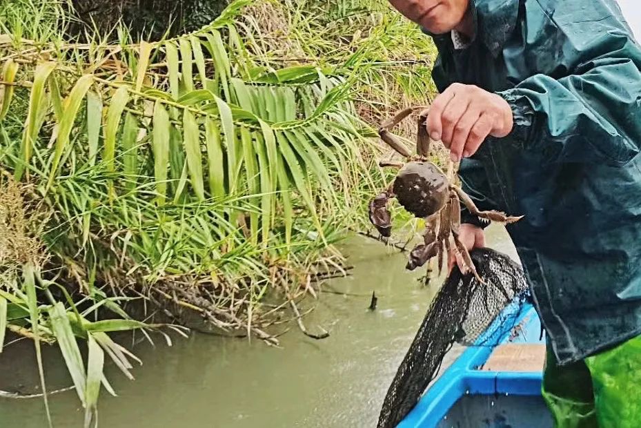 常熟大闸蟹和阳澄湖大闸蟹,沙家浜大闸蟹是阳澄湖大闸蟹吗