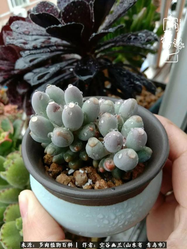 多肉最美的时光,多肉惊艳我的时光