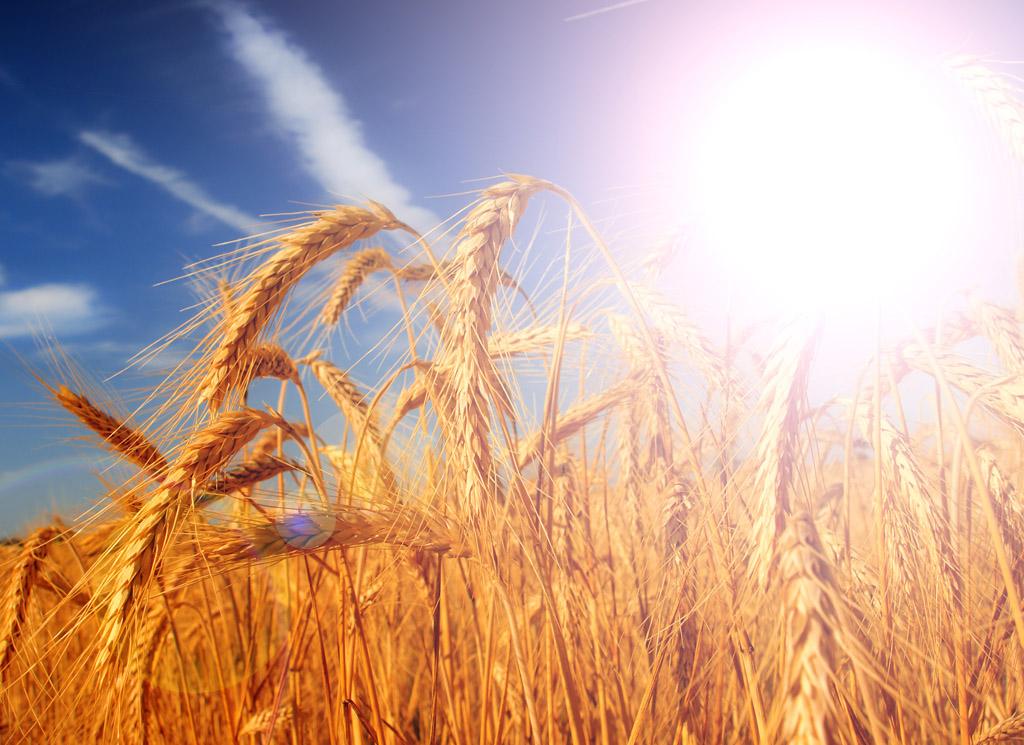 处女座的性格和特点,处女座的三大性格特点