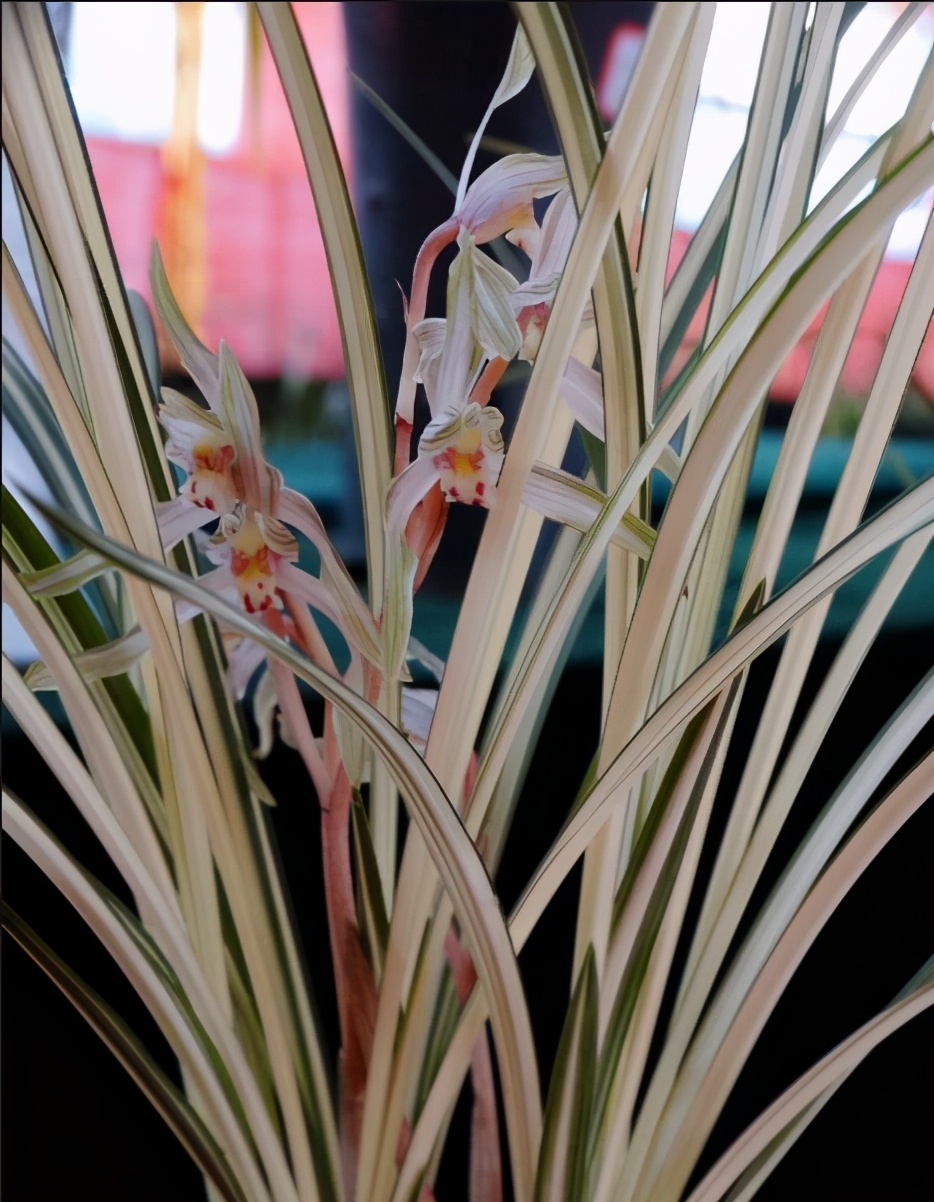 大理云龙县莲瓣兰,莲瓣兰滇西红缘