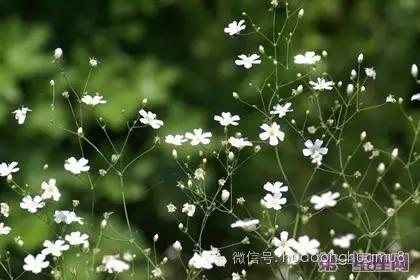 有种花叫满天星的花语是什么,每朵花都有花语而你又知道多少