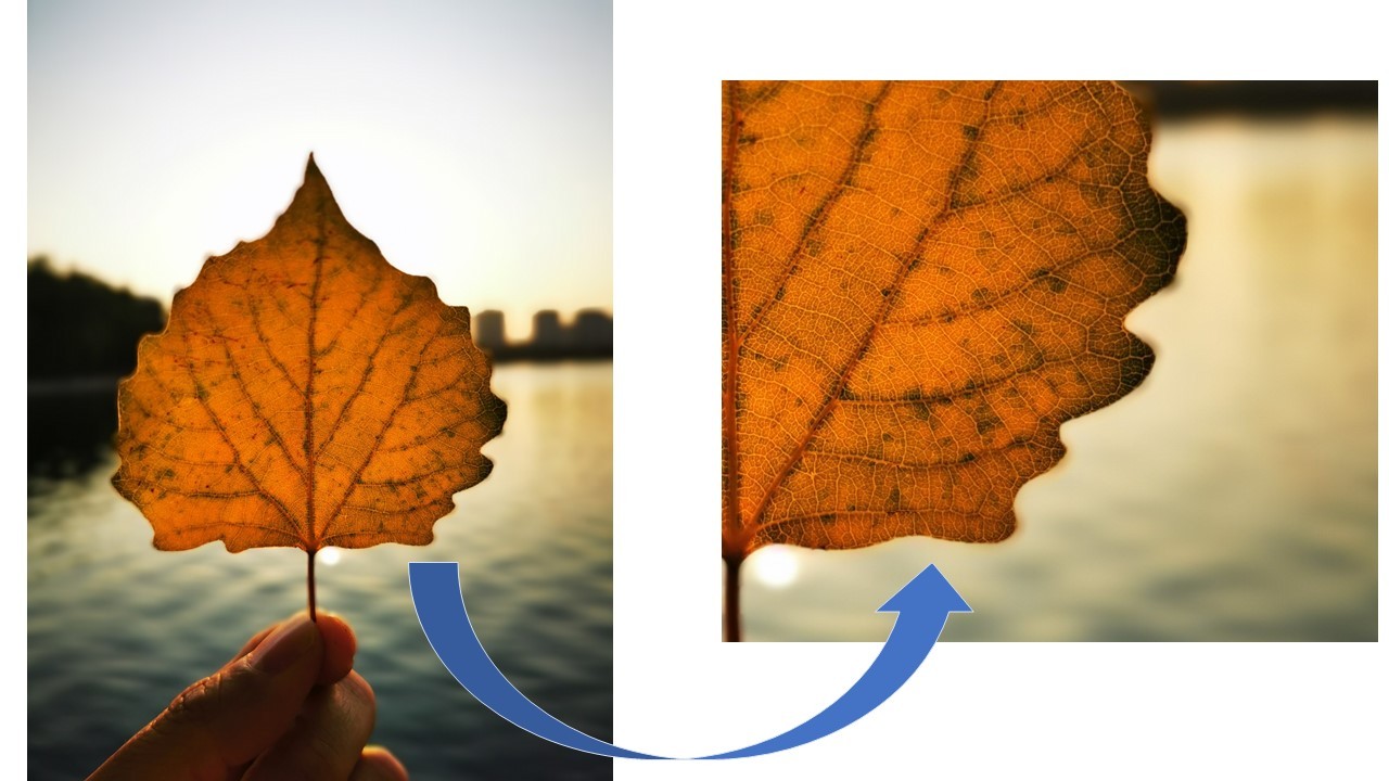 秋天如何拍摄好看的秋叶,秋天里的一片红叶