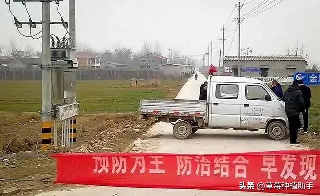 疫情下草莓滞销,草莓熟了因为疫情卖不掉怎么办