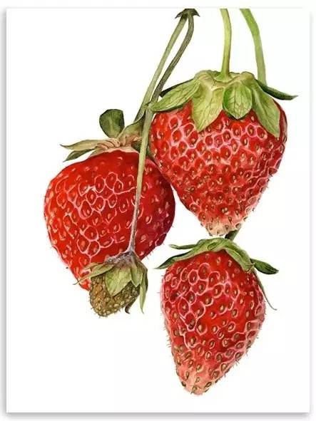 超写实绘画真实吗,超写实的植物绘画