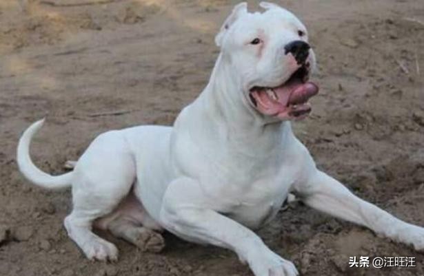 养杜高犬怎样训练亲人不乱叫,杜高犬从小是怎么养的