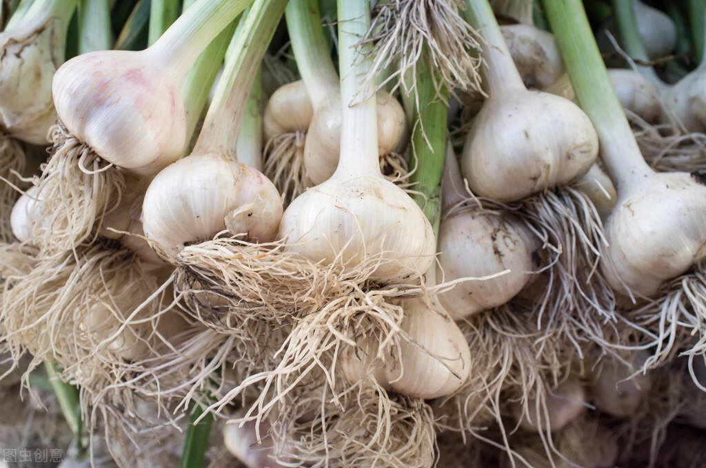 大蒜种植时间和方法百度一下,广州男篮现在怎样