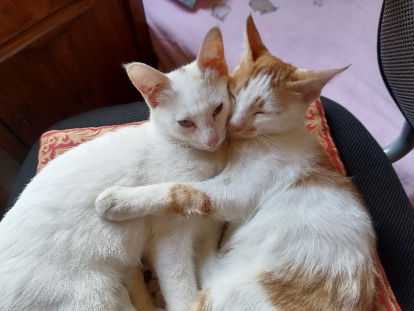 猫得了猫瘟康复后能打猫三联吗,猫咪治疗猫瘟要多久才能好