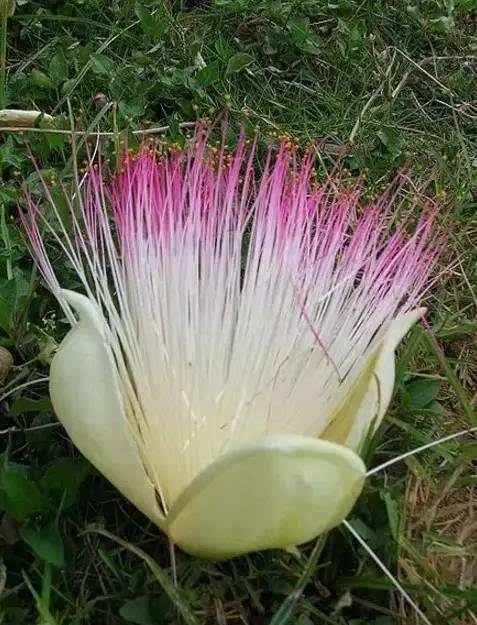 罕见的奇花异草 (160种奇花异草绝对有你没见过的)