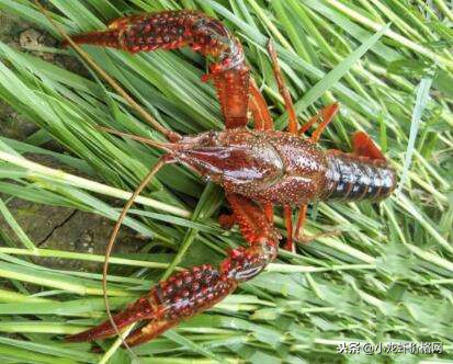 养殖虾一亩赚多少钱利润大,养殖虾一亩可赚多少钱