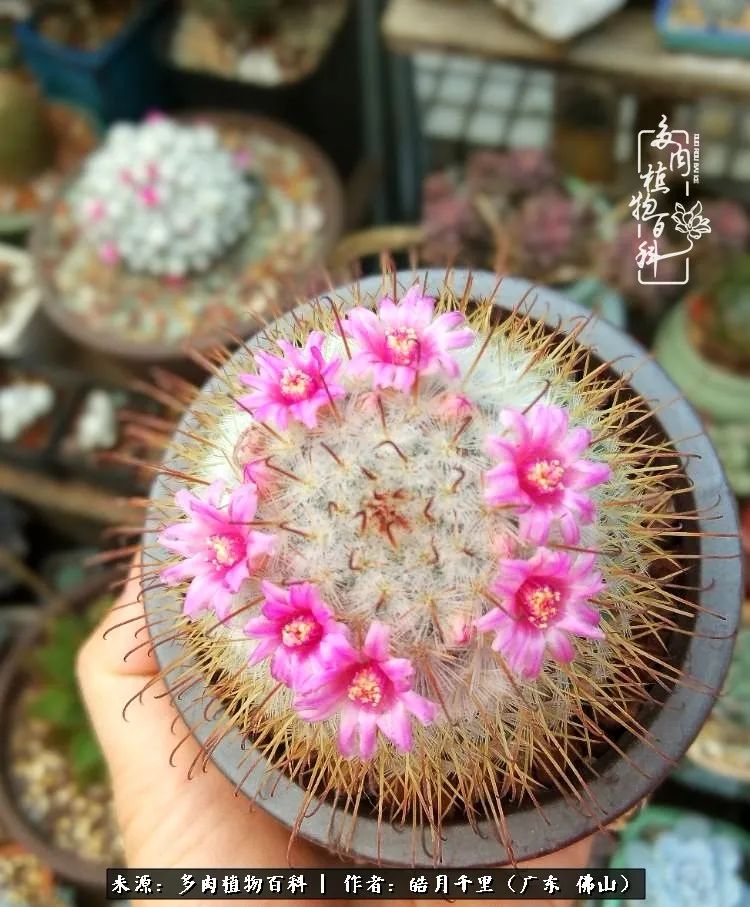 多肉娇气养不活多肉的10个秘密,养多肉是件很治愈的事情