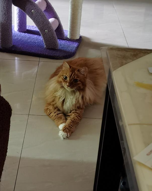 从小养的橘猫还会有野性吗,养橘猫的都是什么人