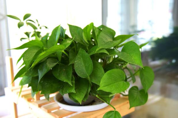 养花用锯末子好吗,养花好用的东西