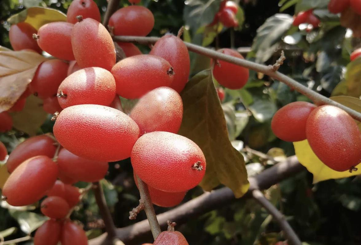 农村山谷下，有1种“羊奶果”，远处看像“西红柿”，珍贵，值钱