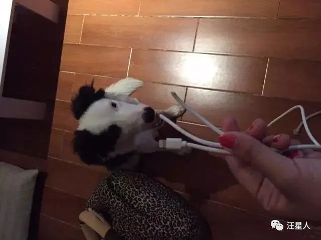 我养的边牧为什么看到谁都很热情,别以为边牧很好养