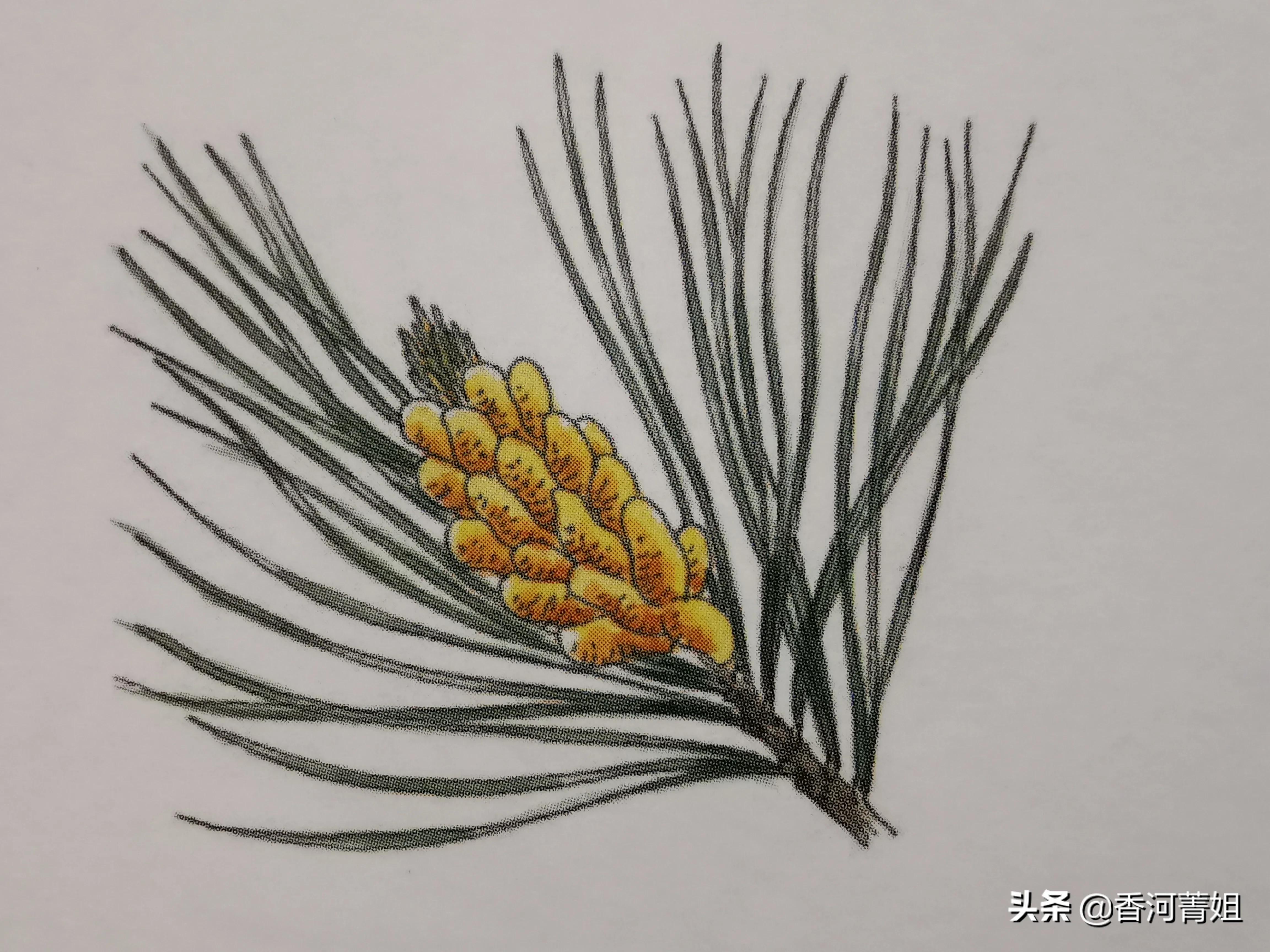 辐射松木头怎么样,辐射松截木头