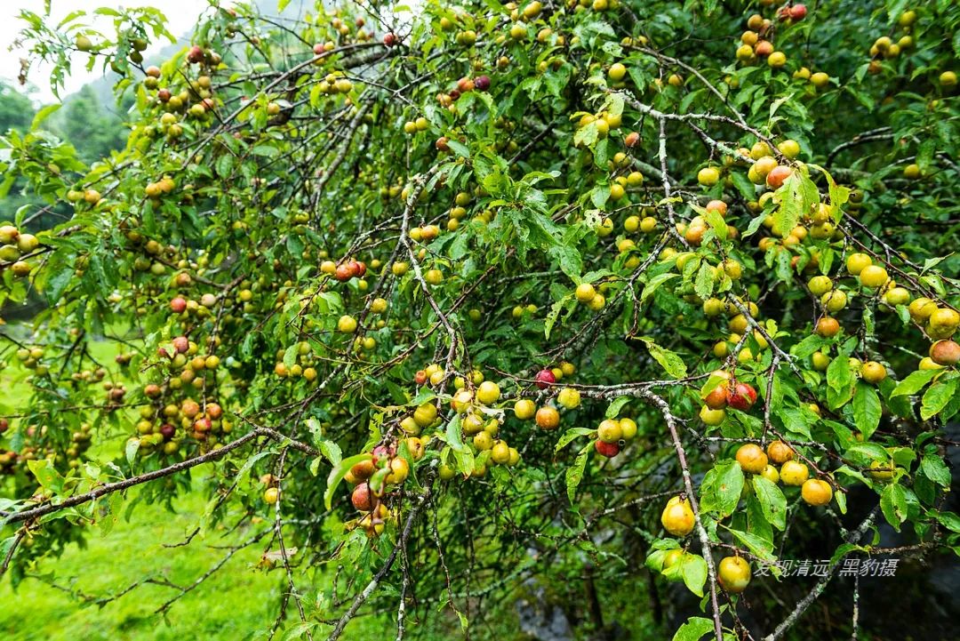 徒步穿越秦岭无人区,徒步穿越喀斯特森林