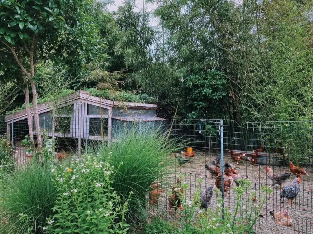 用低成本打造高颜值农场,广东夫妇超省钱