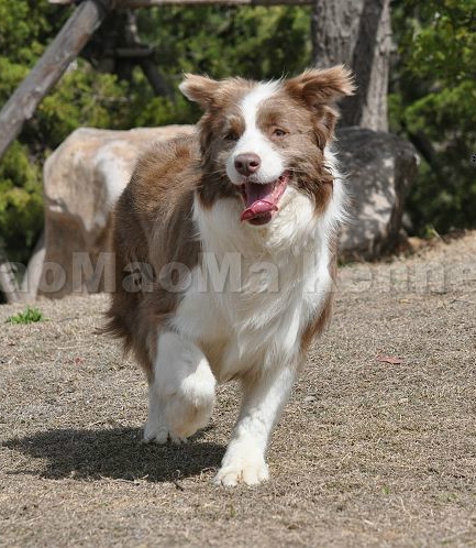 西安边境牧羊犬领养,领养边境牧羊犬幼崽