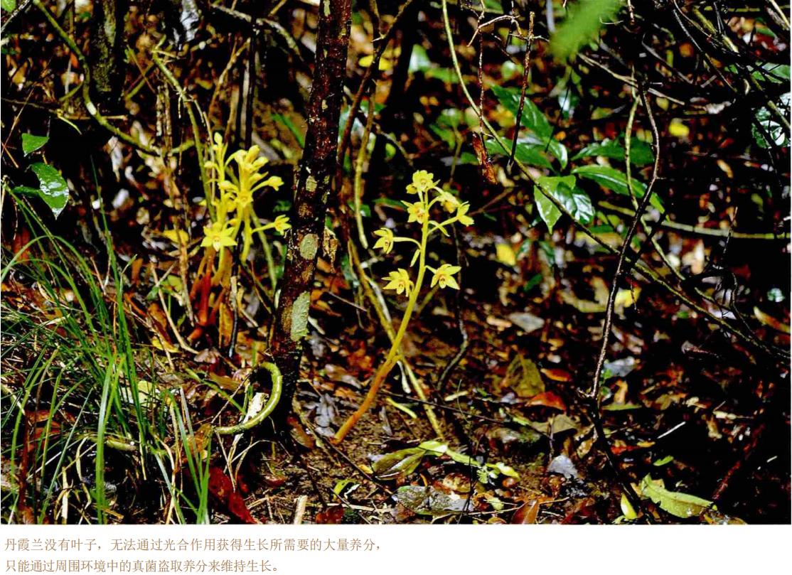 世界上最贵的兰花鬼兰图片,鬼兰最贵兰花