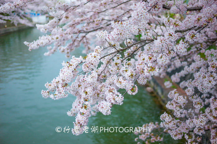 国内旅游怎么选择日本景点,为什么很多人选择日本旅游